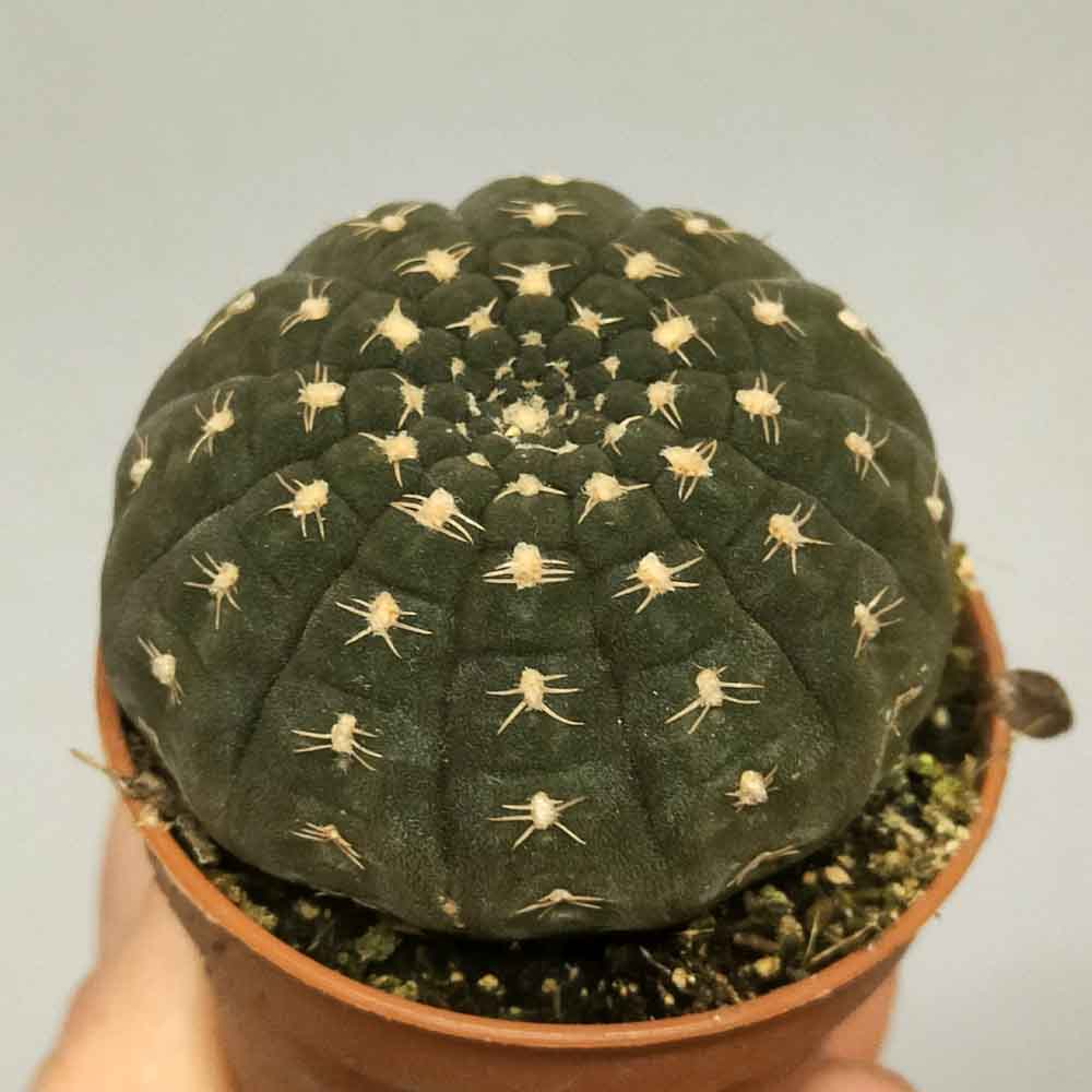 gymnocalycium ragonesii