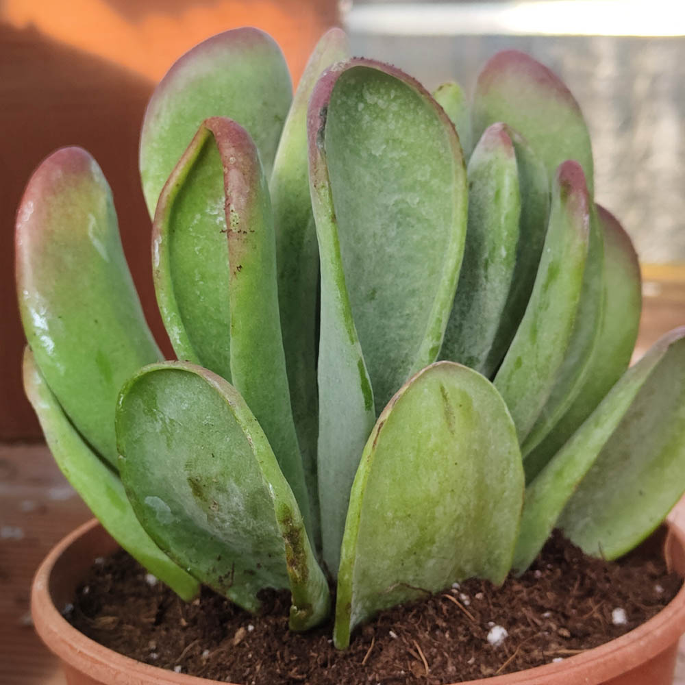 kalanchoe oricola