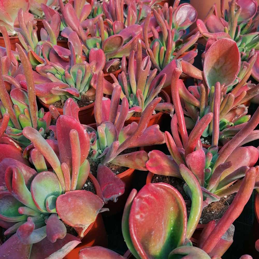 kalanchoe oricola pianta