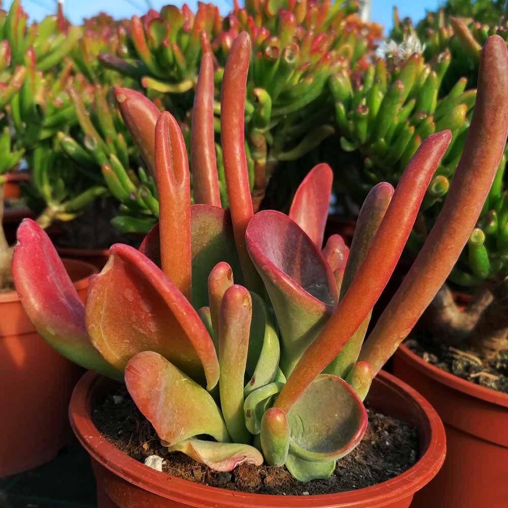 kalanchoe oricola