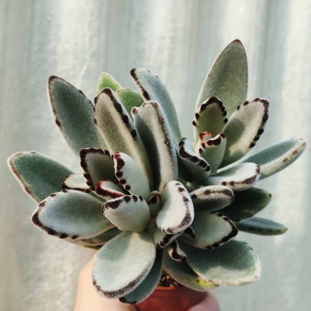 kalanchoe tomentosa pianta