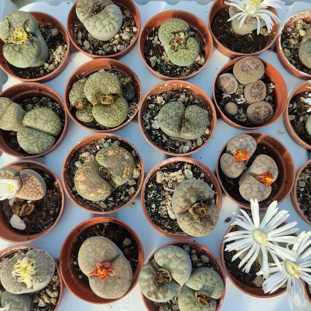 lithops piante