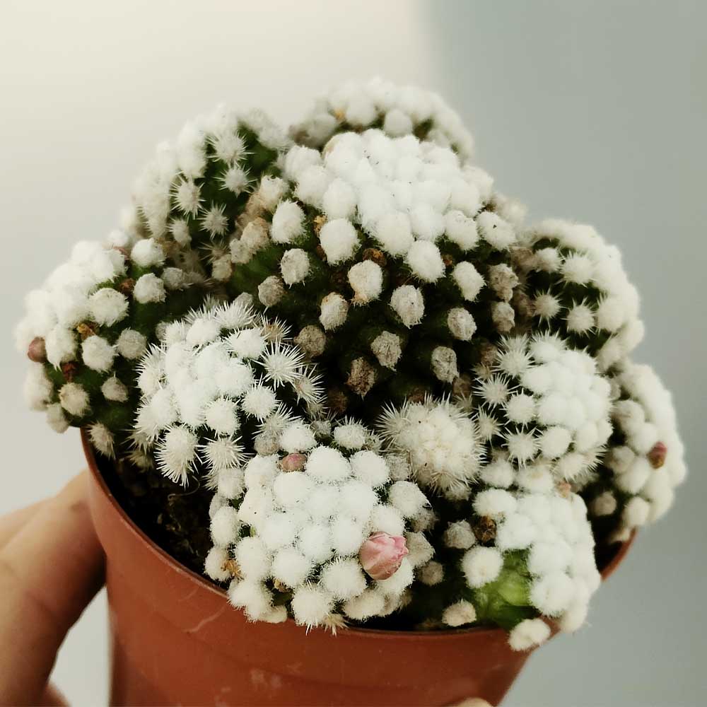 mammillaria gracilis oruga
