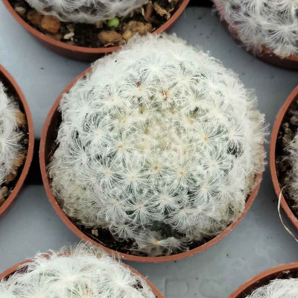 mammillaria plumosa pianta grassa