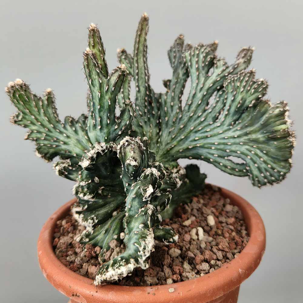 monvillea spegazzini cactus