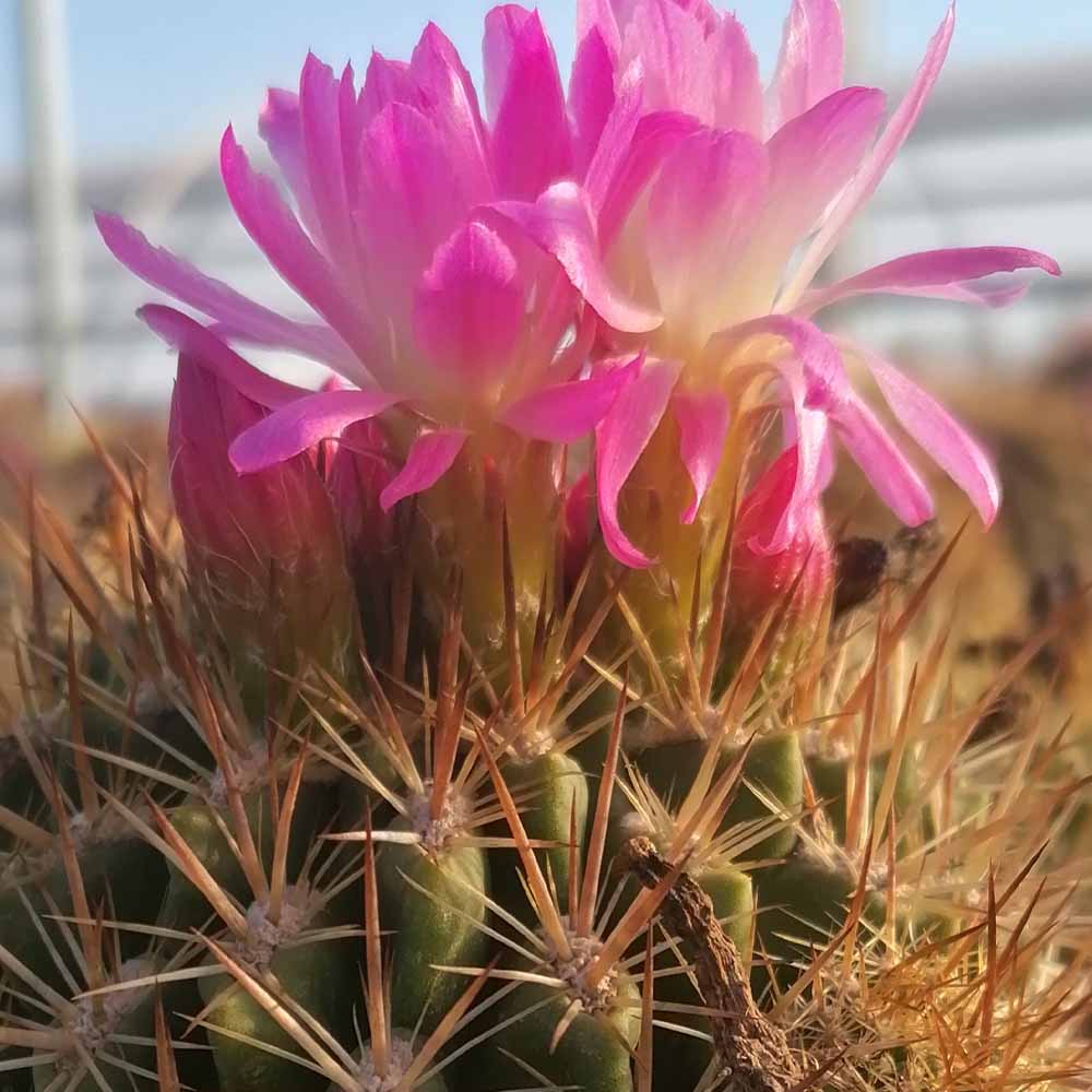 neoporteria subgibbosa castanea fiore