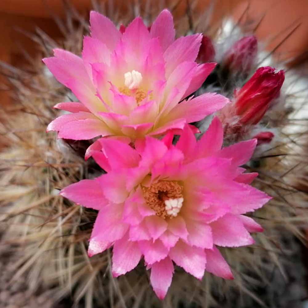 neoporteria villosa fiore