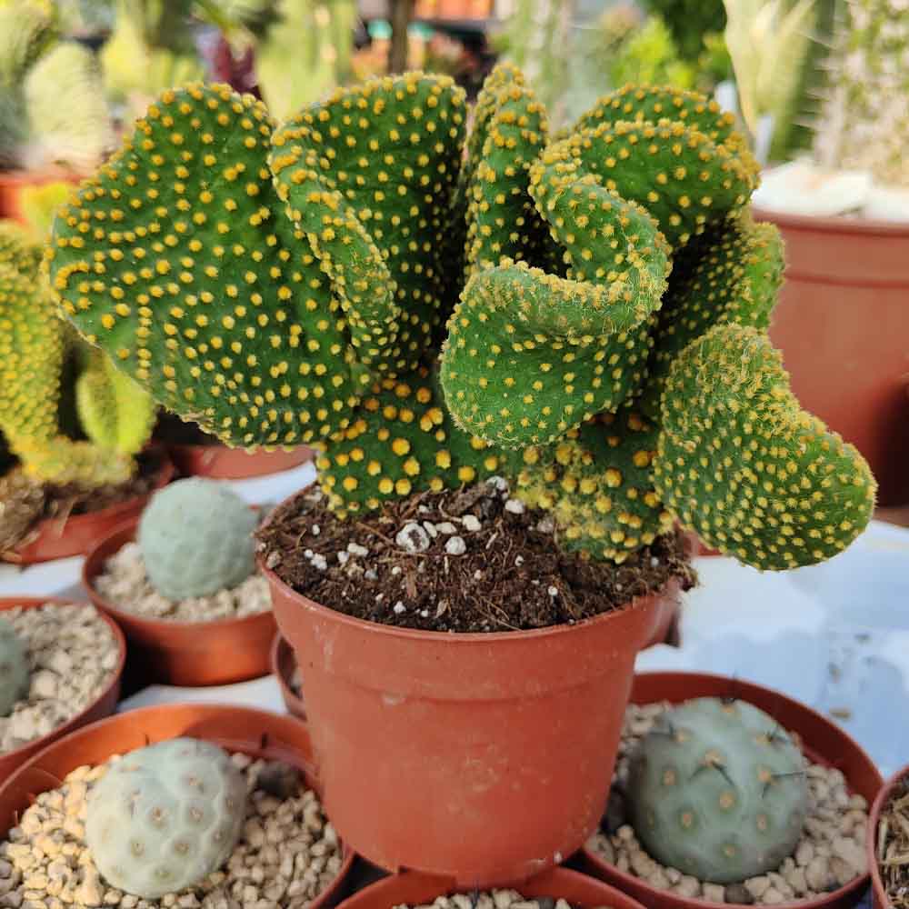 opuntia microdasys ondulata