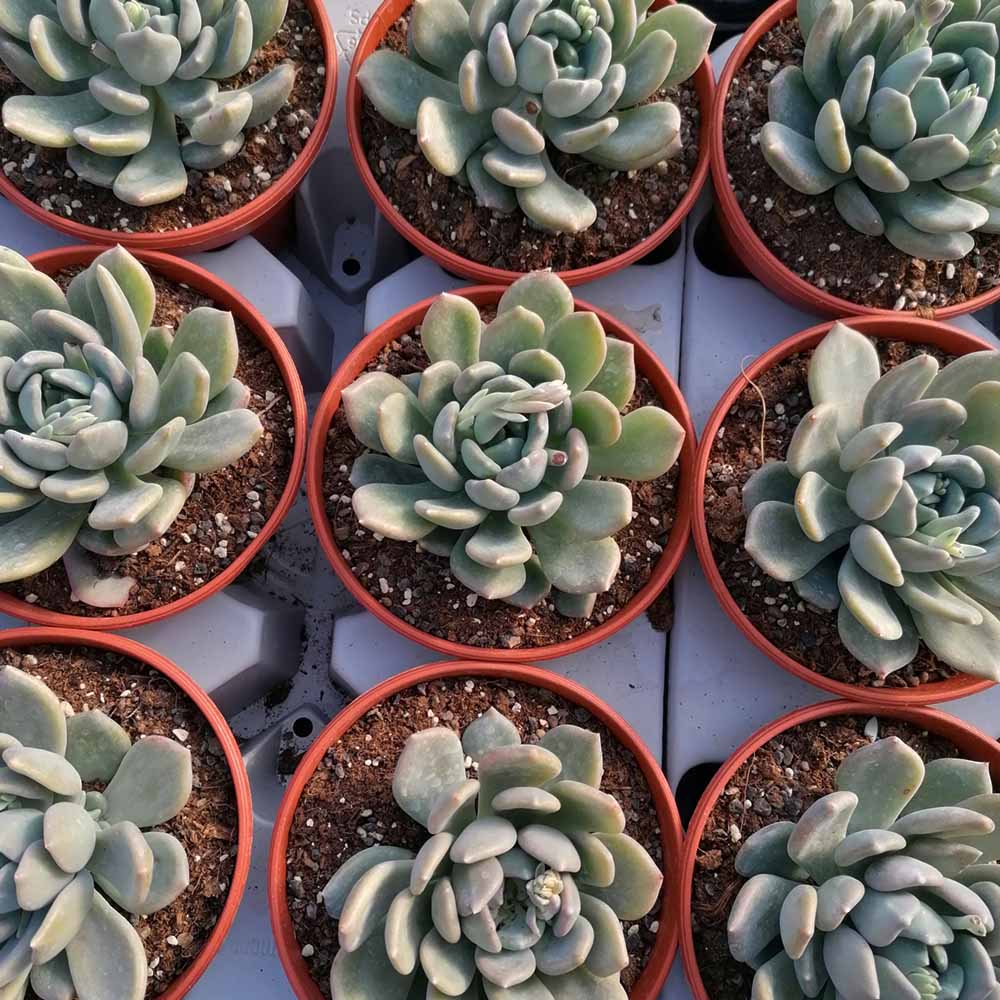 pachyveria scheideckerii
