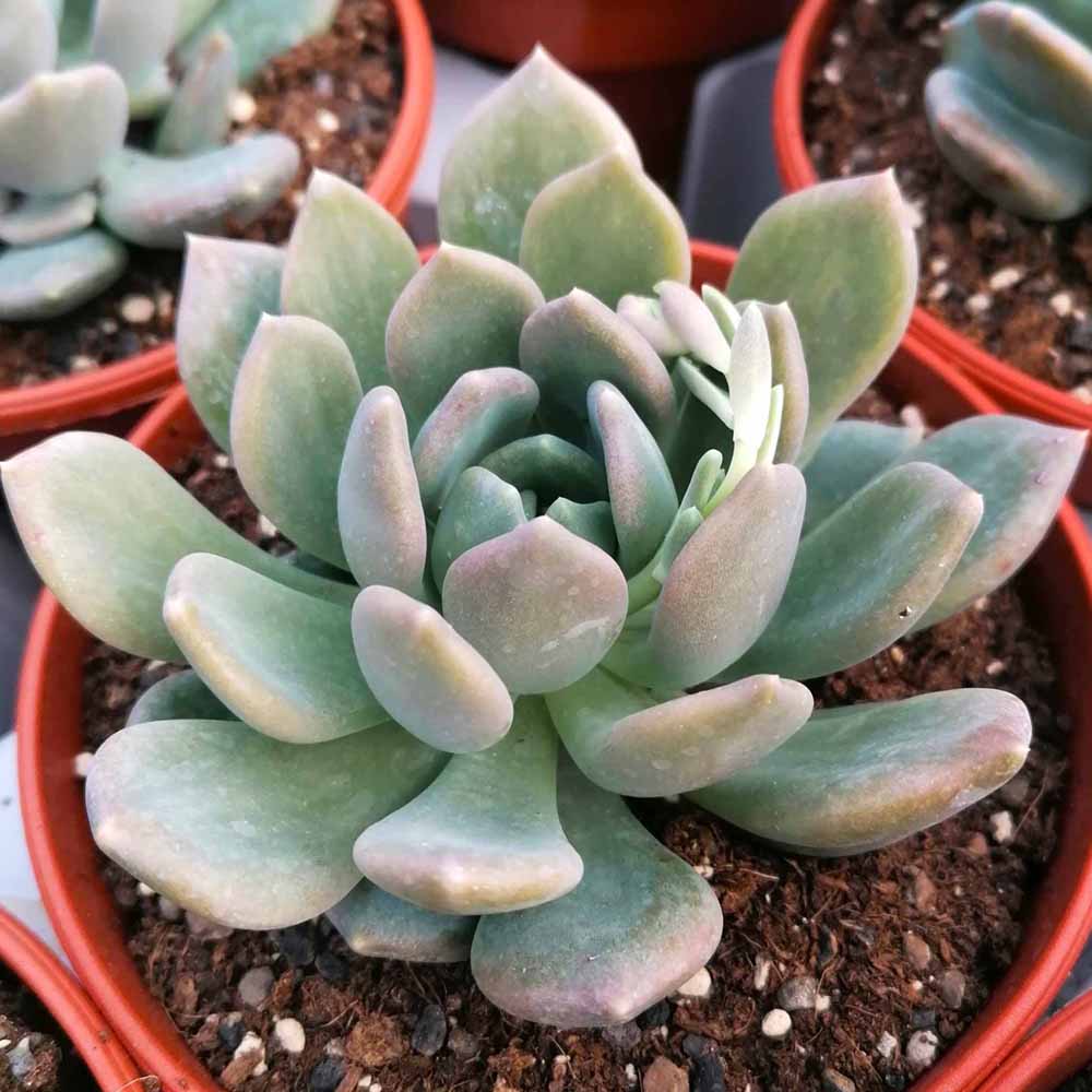 pachyveria scheideckerii