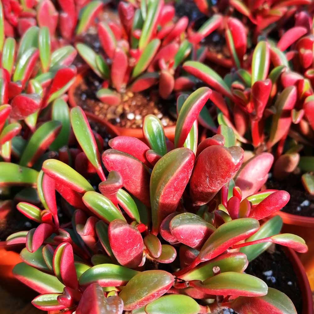 peperomia graveolens pianta