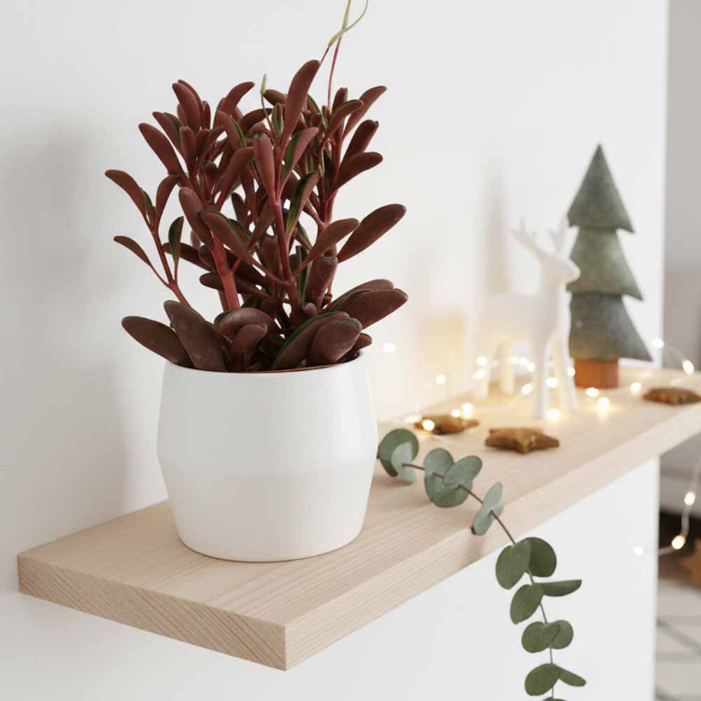 peperomia graveolens vaso ceramica bianca