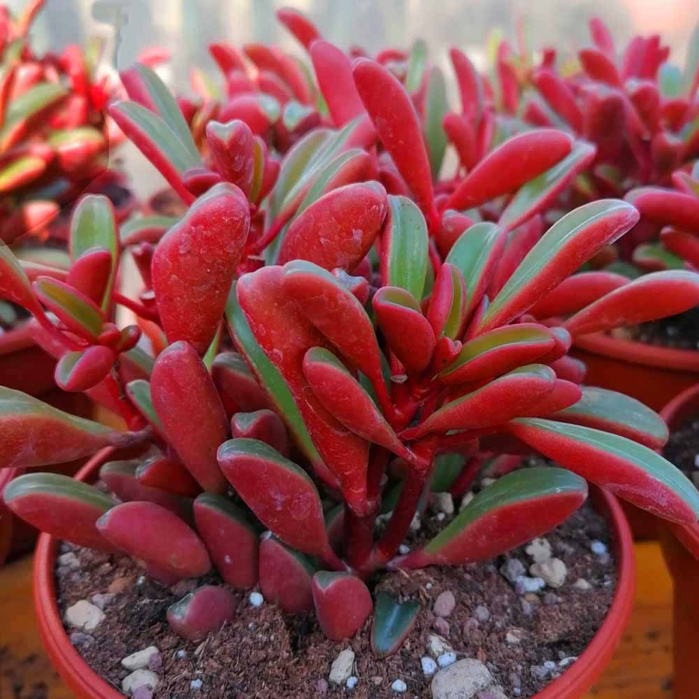 peperomia graveolens