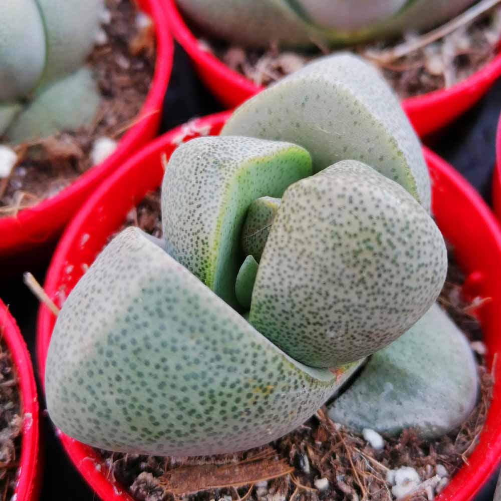 pleiospilos nelii