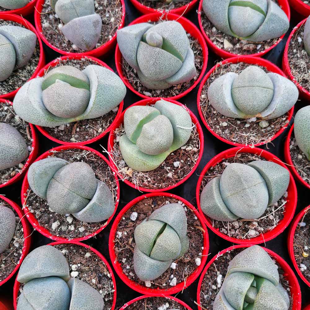 pleiospilos nelii pianta