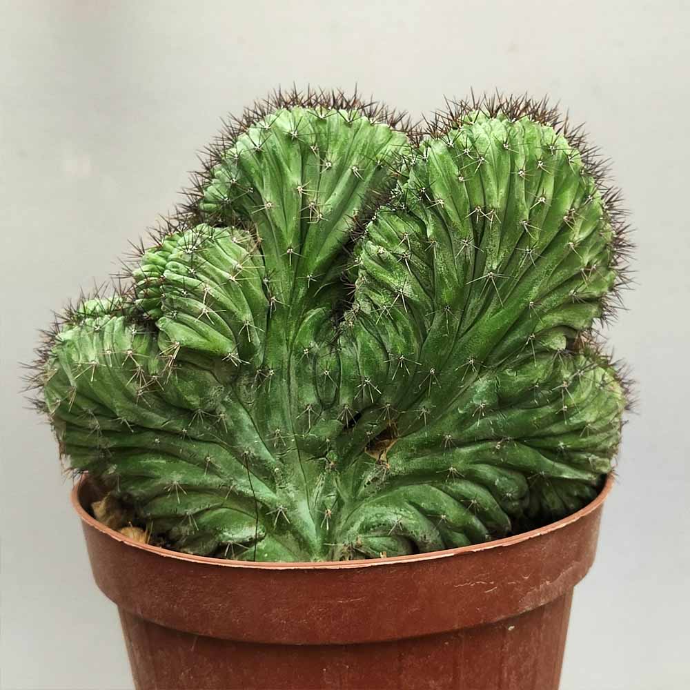 polaskia chichipe crestata