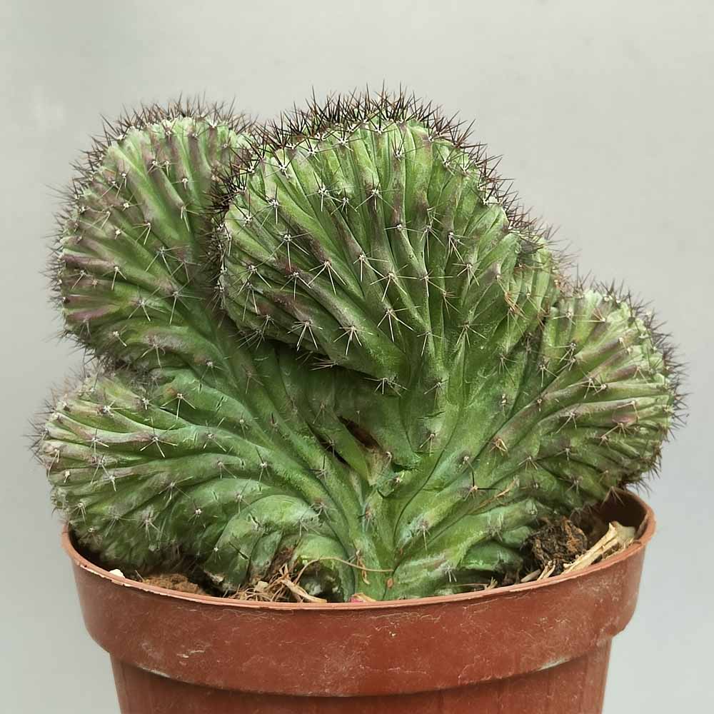polaskia chichipe crestata cactus