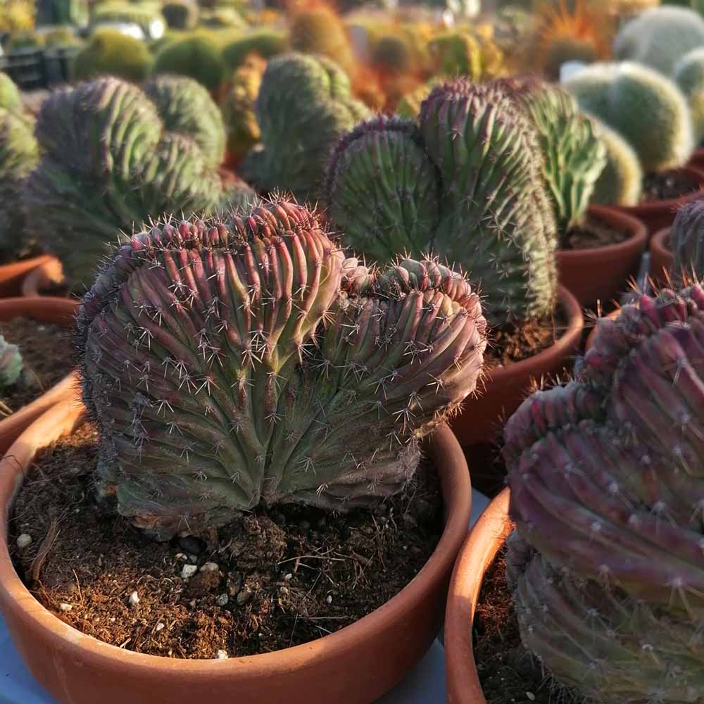 polaskia chichipe crestata pianta