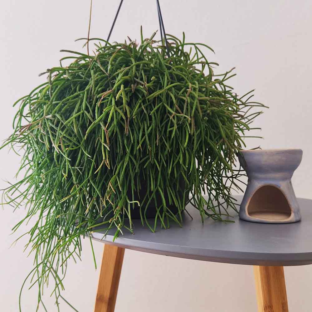 rhipsalis baccifera