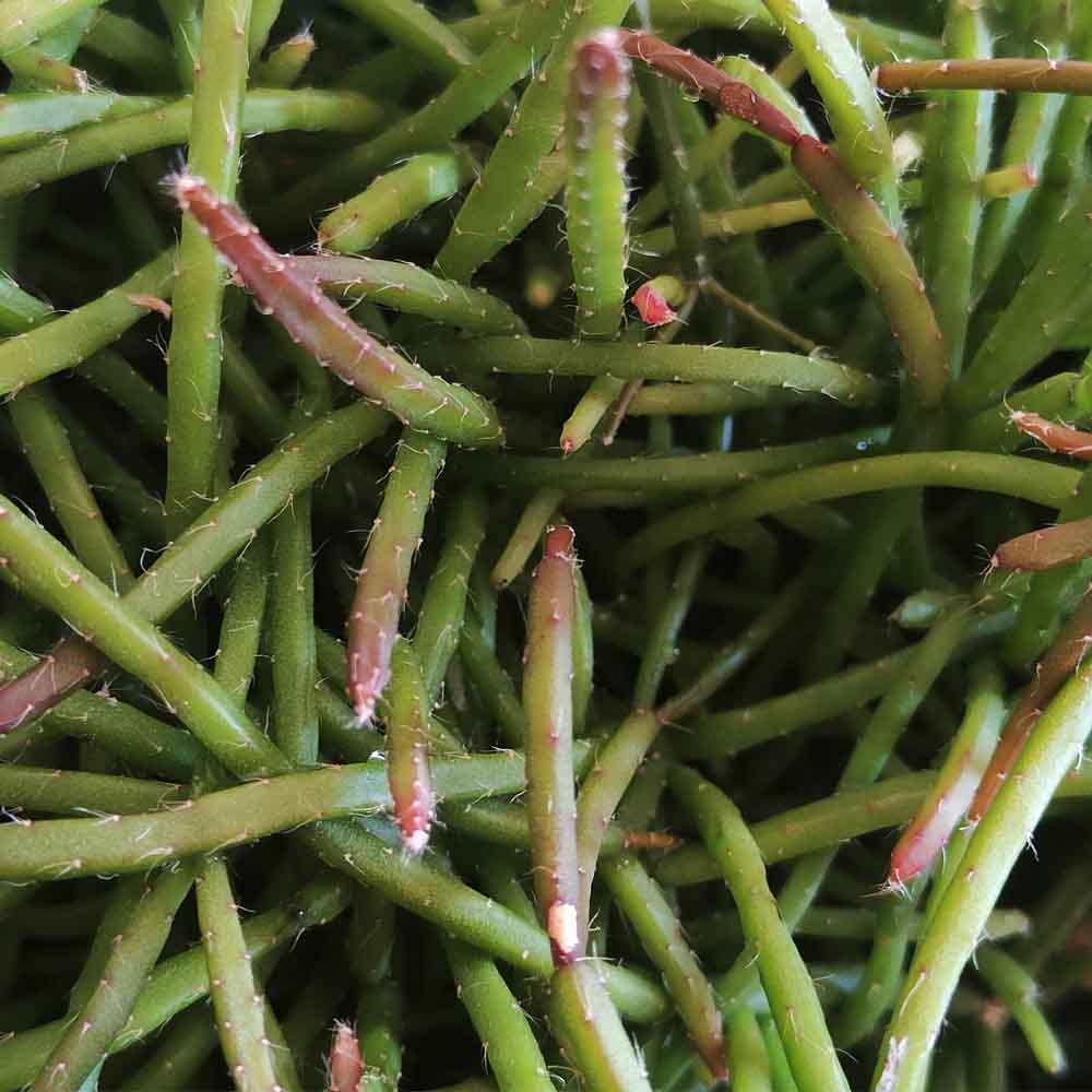 rhipsalis baccifera pianta