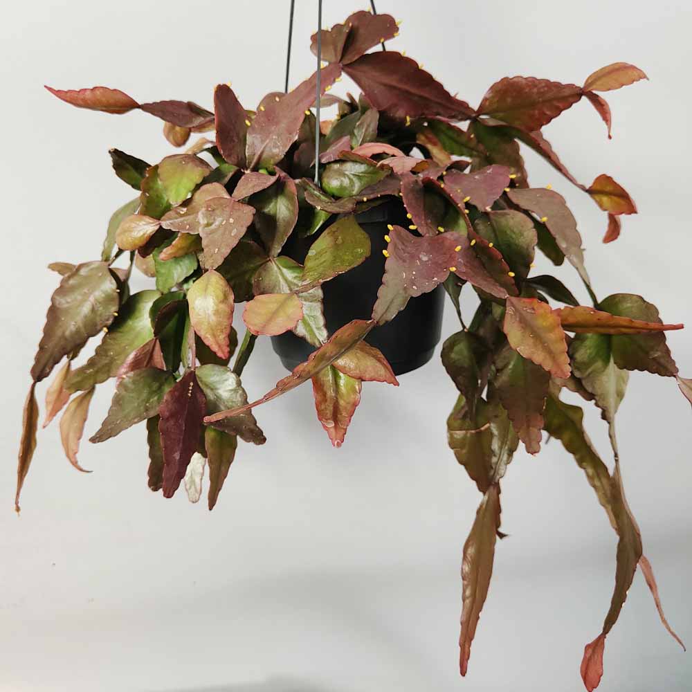 rhipsalis rhombea pianta grassa
