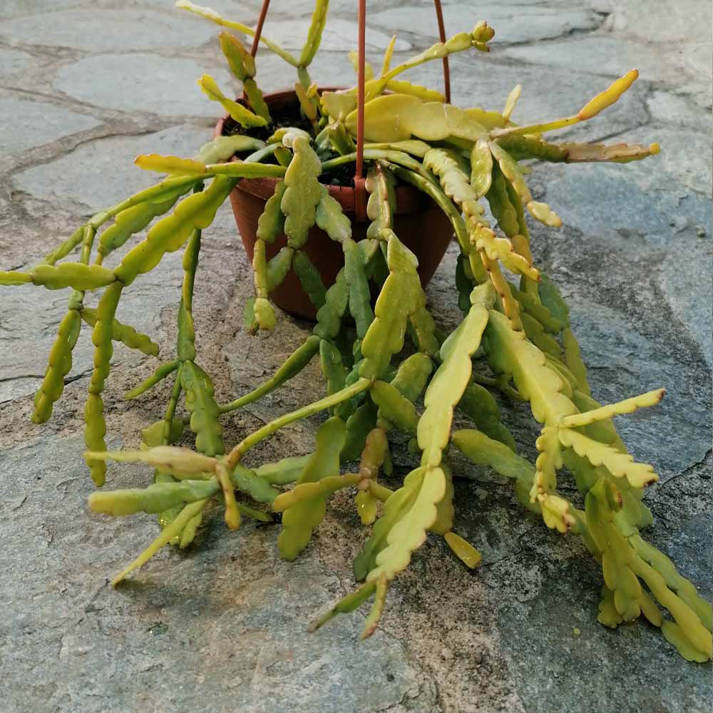 Rhipsalis micrantha f. roseana