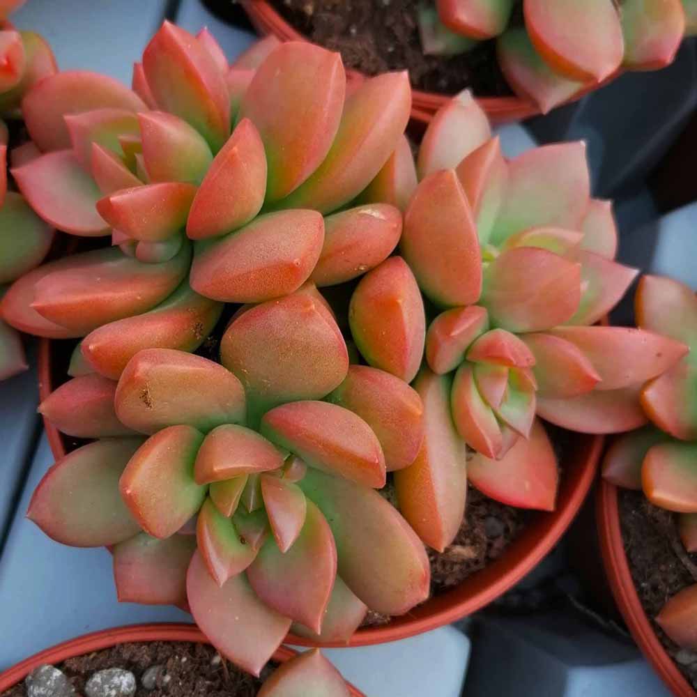 sedeveria lutea pianta