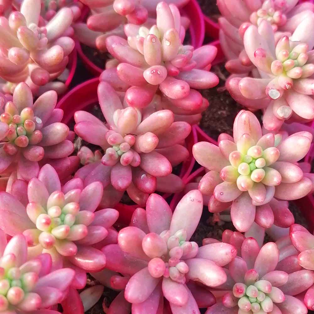 sedum aurora