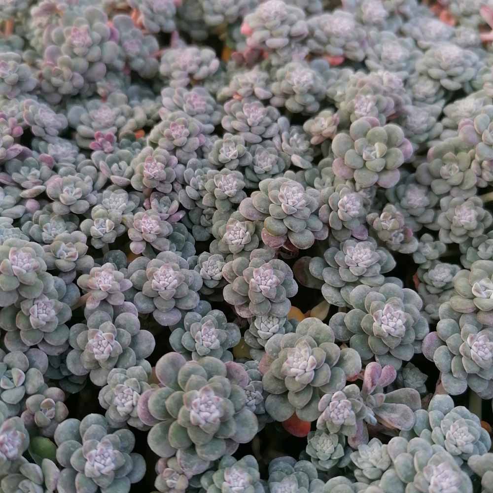 sedum cape blanco