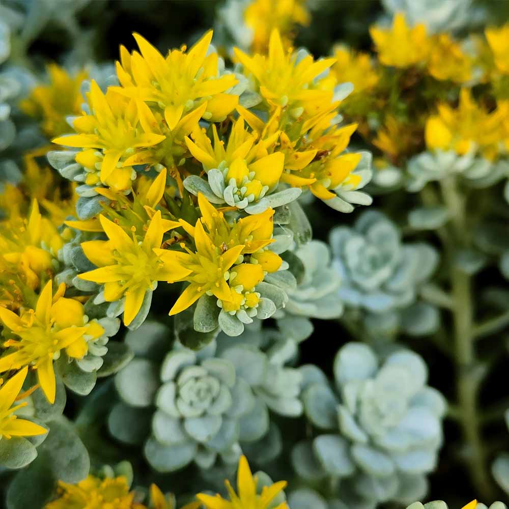 sedum cape blanco fiore