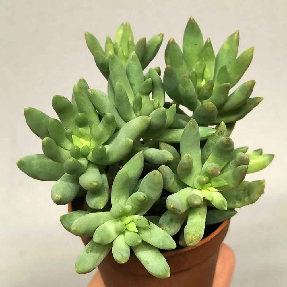 sedum morganianum