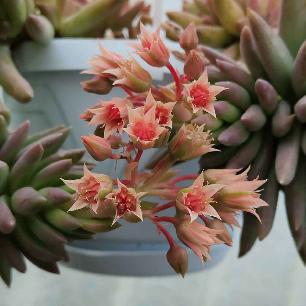 sedum morganianum fiore