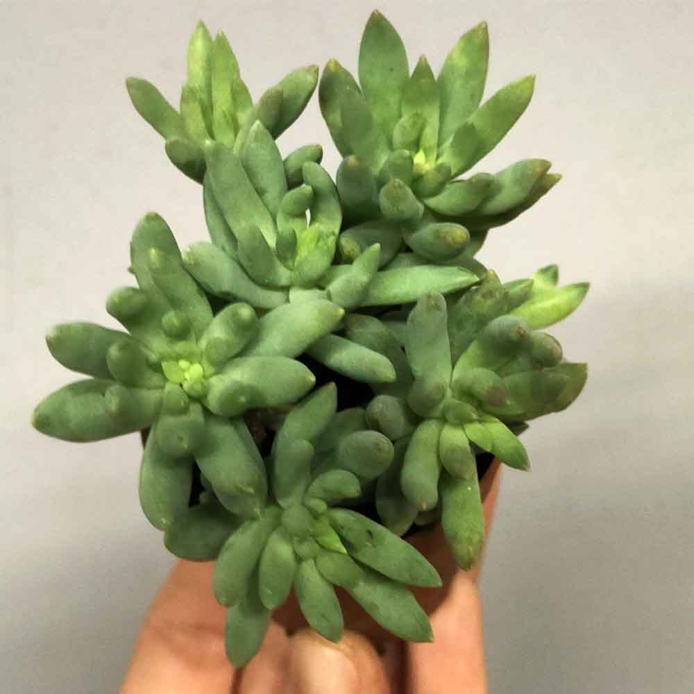 sedum morganianum pianta