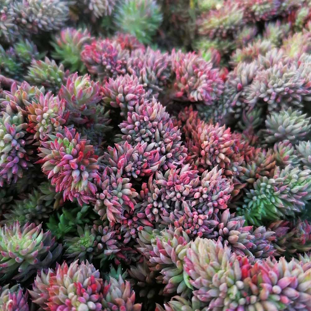 sedum reflexum crestato dettaglio