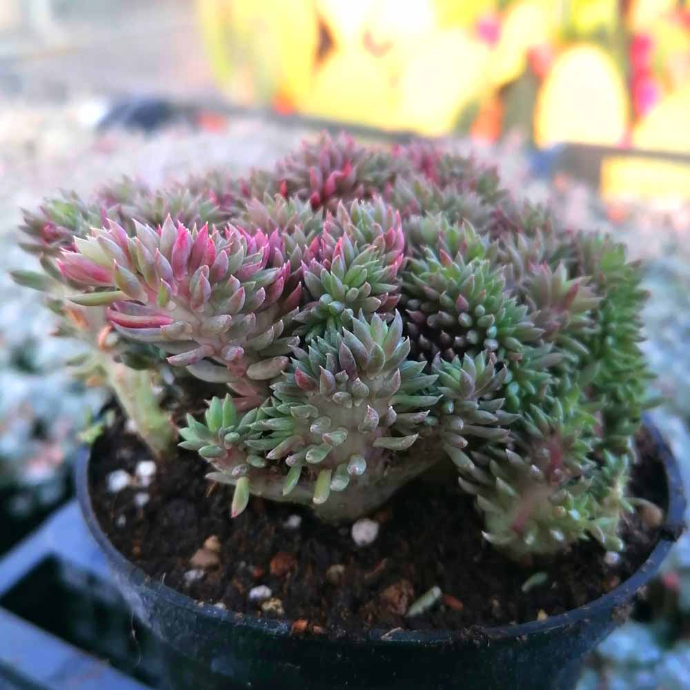 sedum reflexum crestato dettaglio pianta
