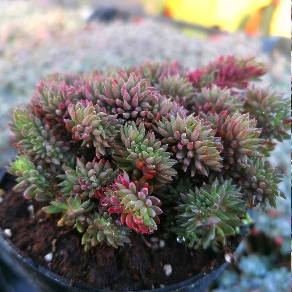 sedum reflexum crestato dettaglio