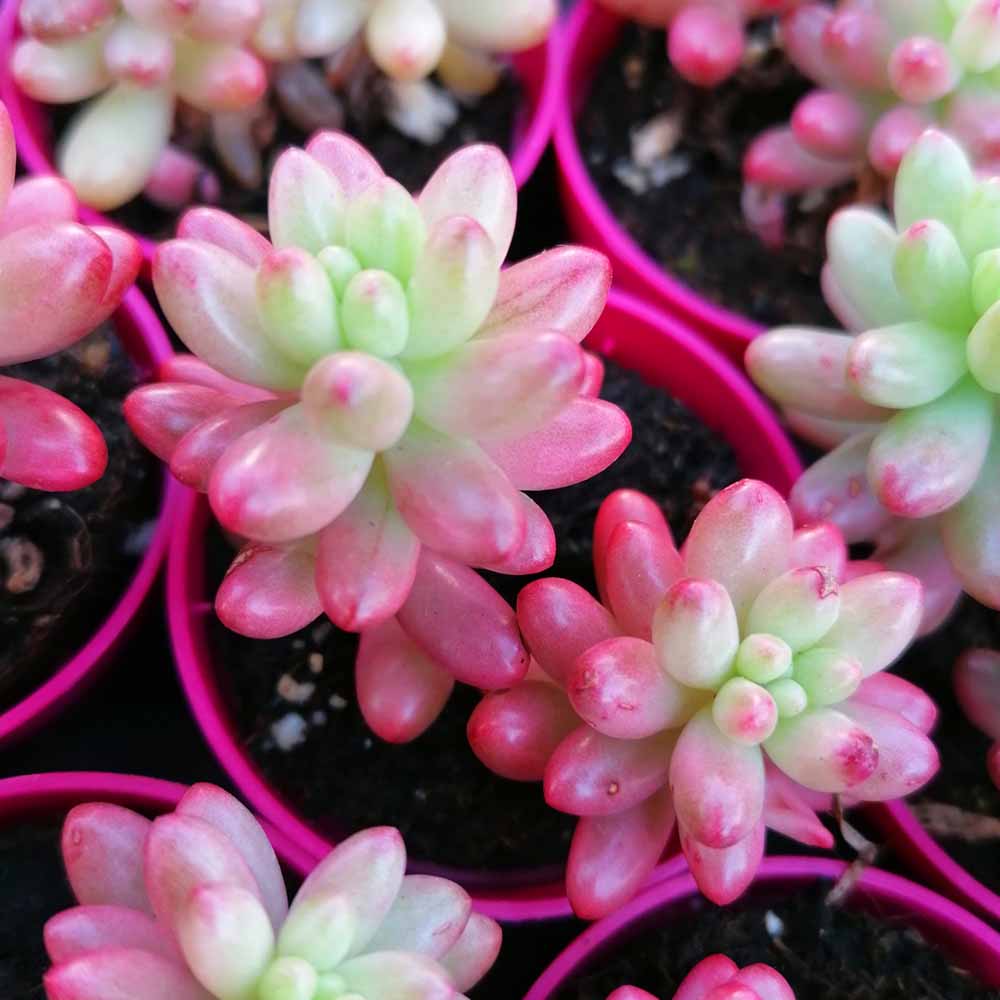 sedum rubrotinctum aurora