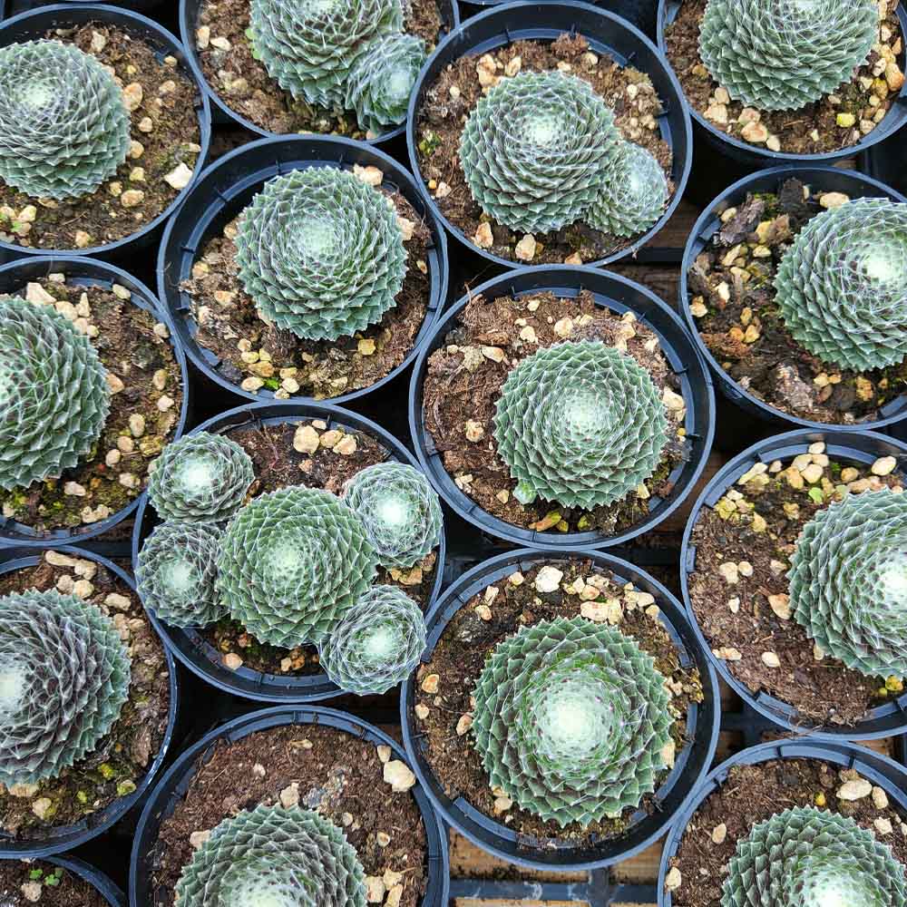 sempervivum arachnoideum dark pianta grassa