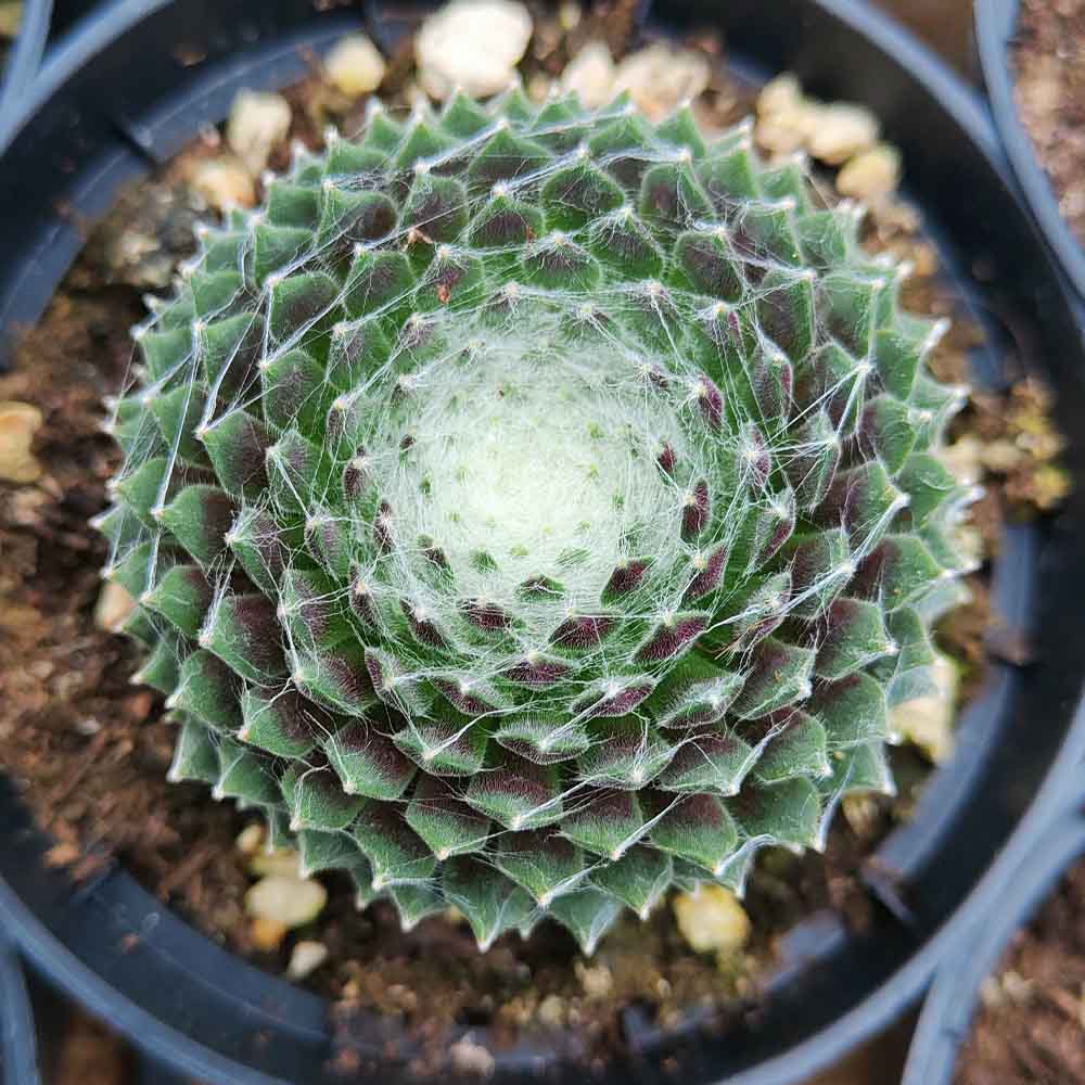 sempervivum arachnoideum dark pianta