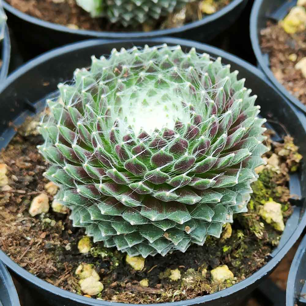 Sempervivum borisii è una pianta succulenta appartenente alla famiglia delle Crassulaceae, conosciuta anche come 
