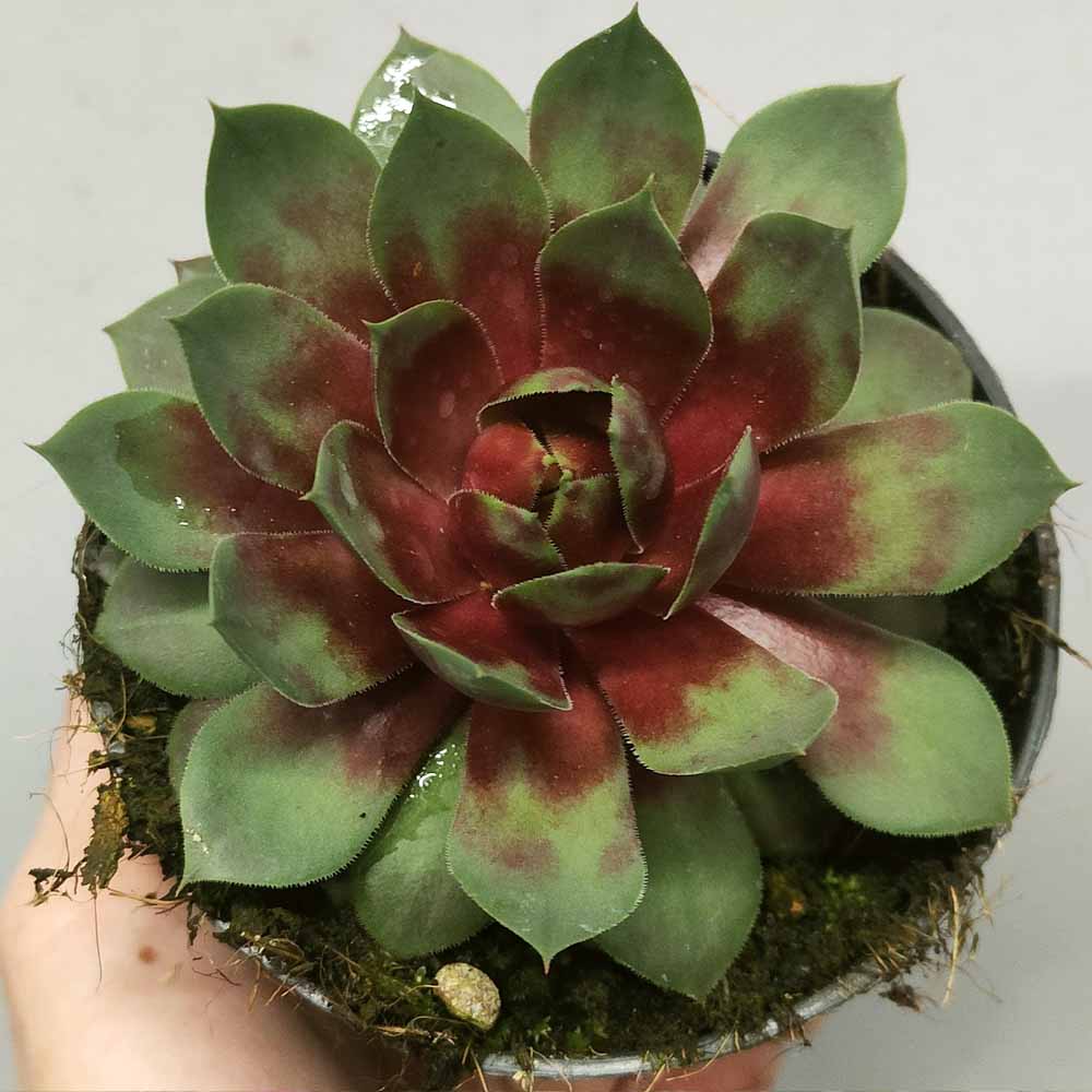 sempervivum autumn
