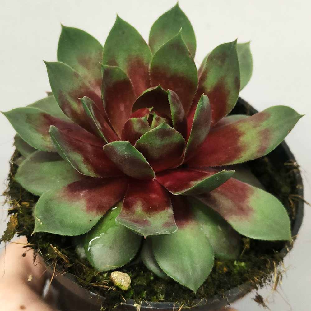 sempervivum autumn pianta