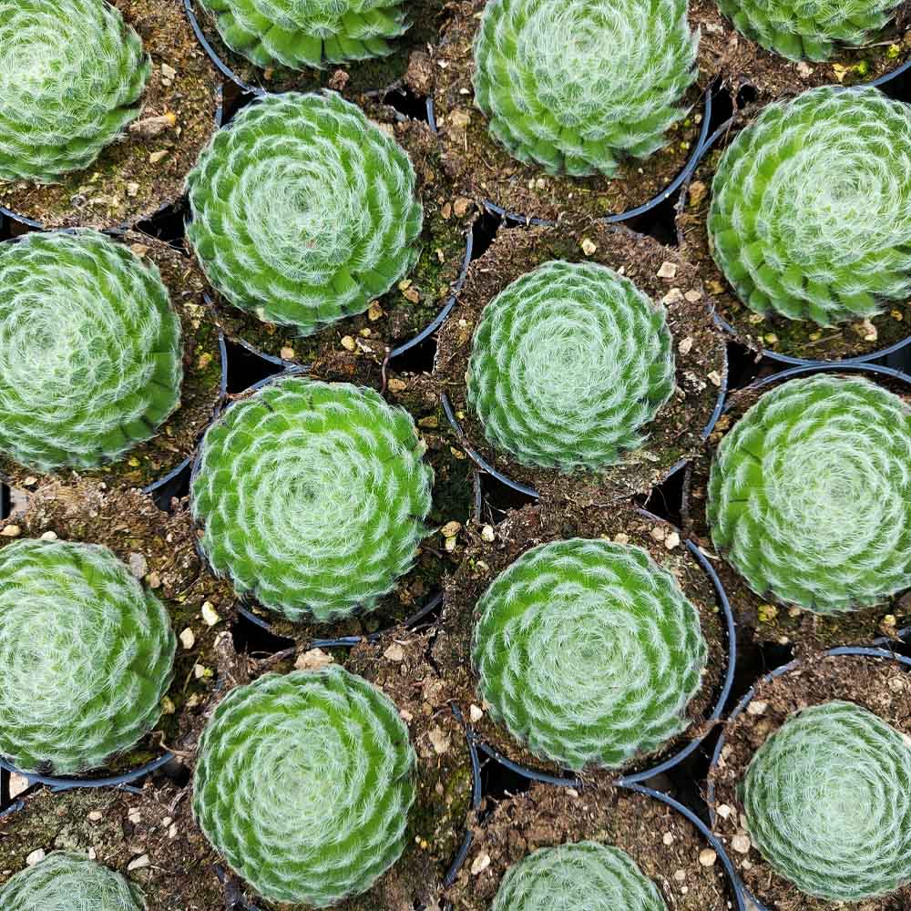 sempervivum borisii pianta grassa