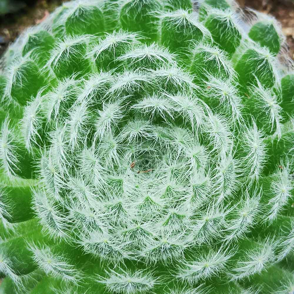 sempervivum borisii pianta