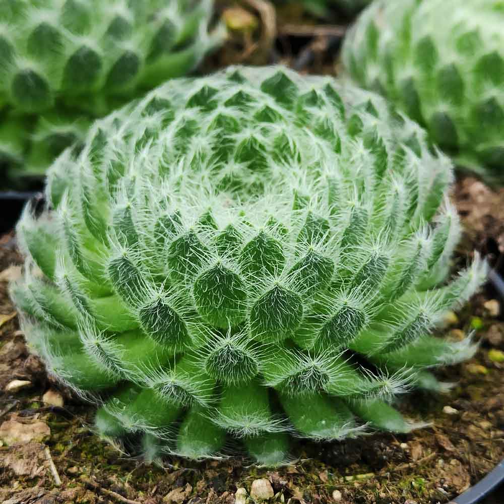 sempervivum borisii