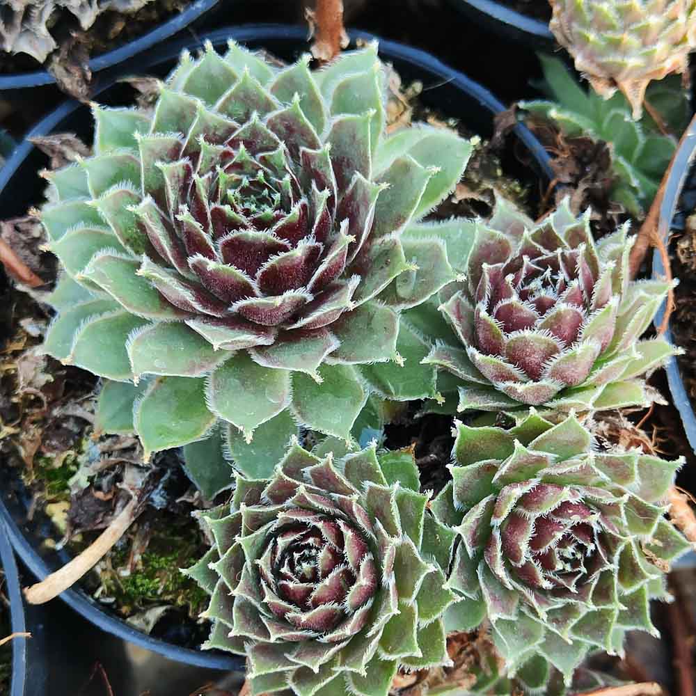 sempervivum spillyice pianta grassa