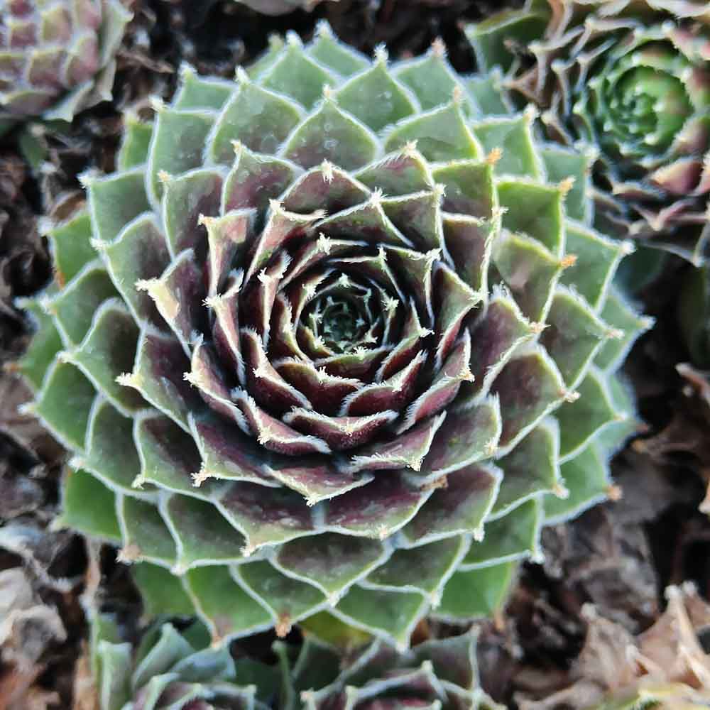 sempervivum spillyice pianta