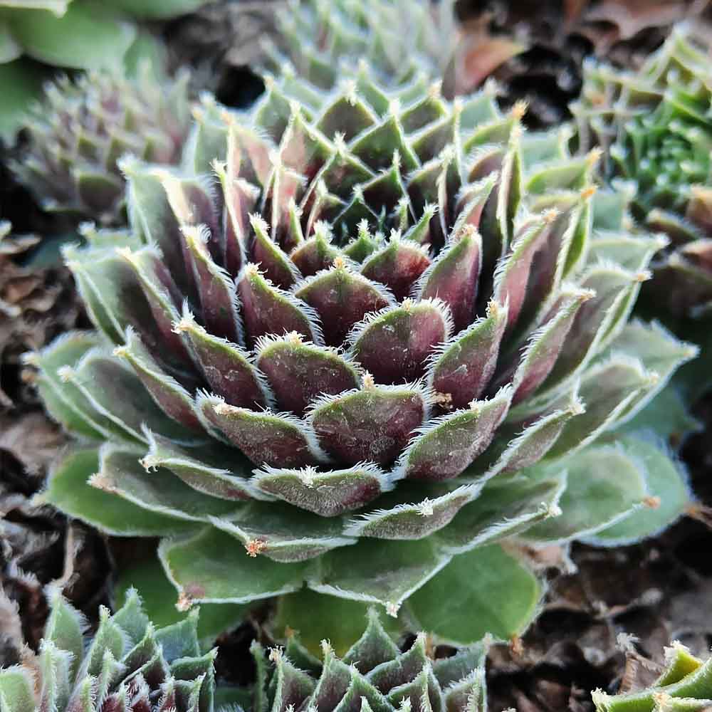 sempervivum spillyice