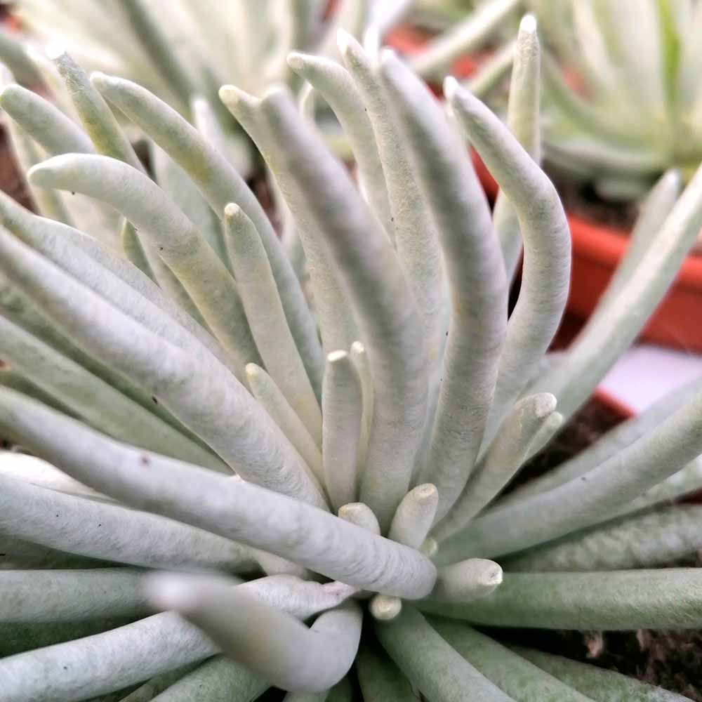 senecio scaposus dettaglio