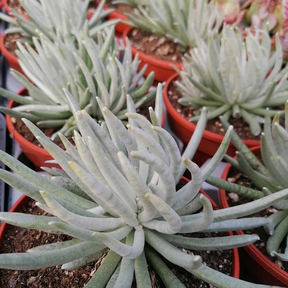 senecio scaposus